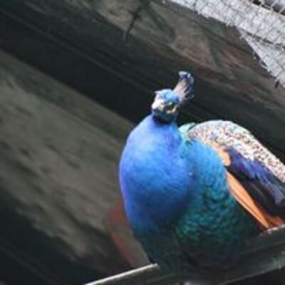 Francisco Quinzaños