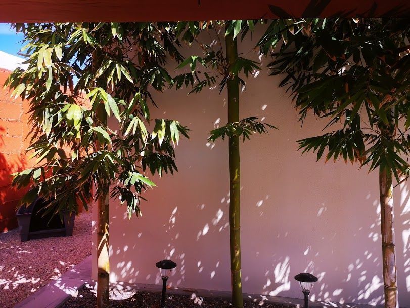 7 de 47: bambus con luz solar