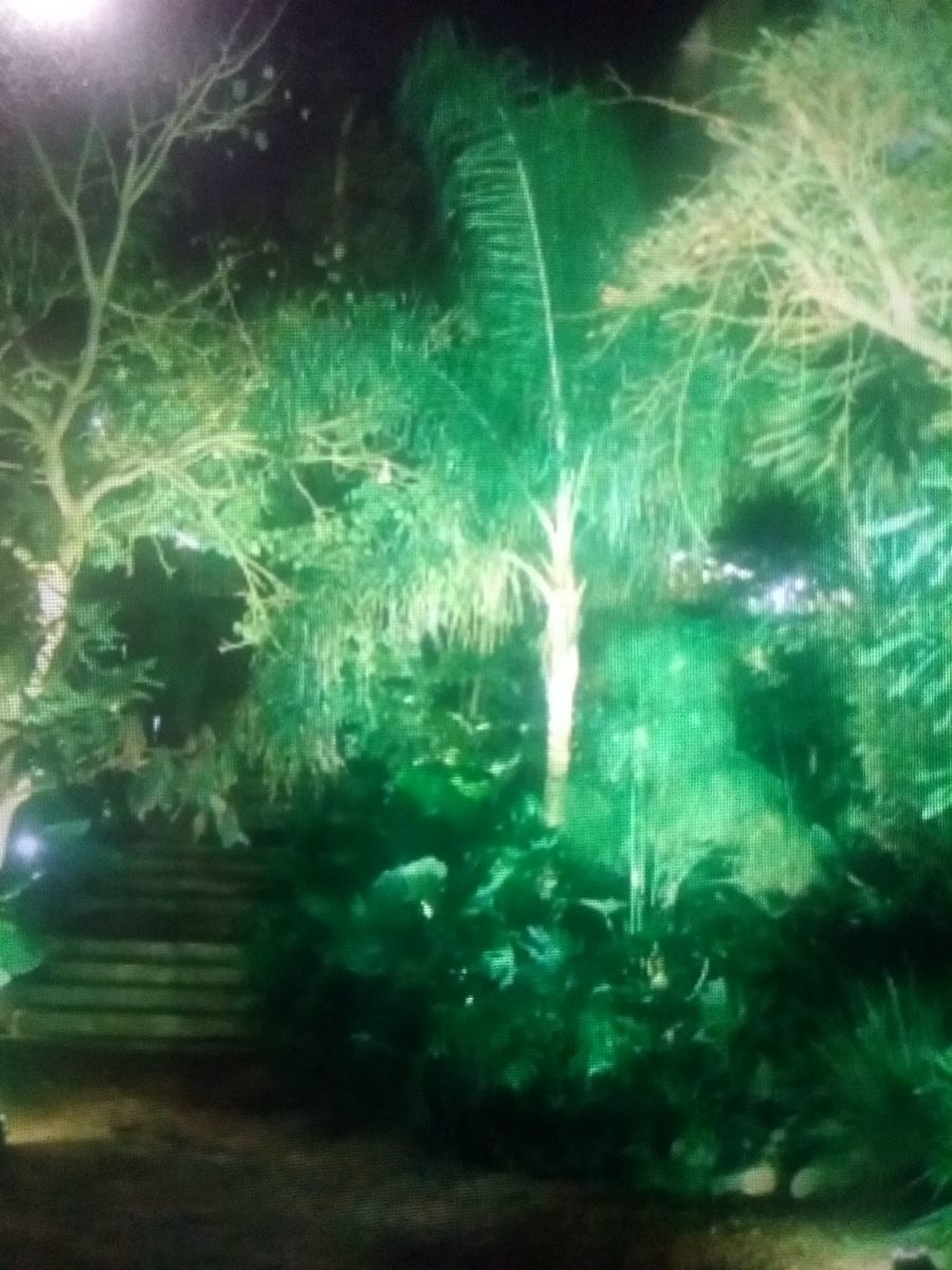 4 de 33: La arboleda de noche