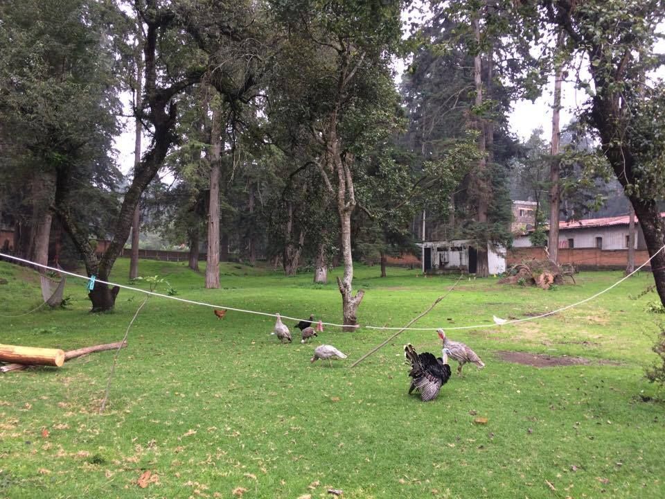 RANCHO EN VENTA, ATLAUTLA, POPO PARK