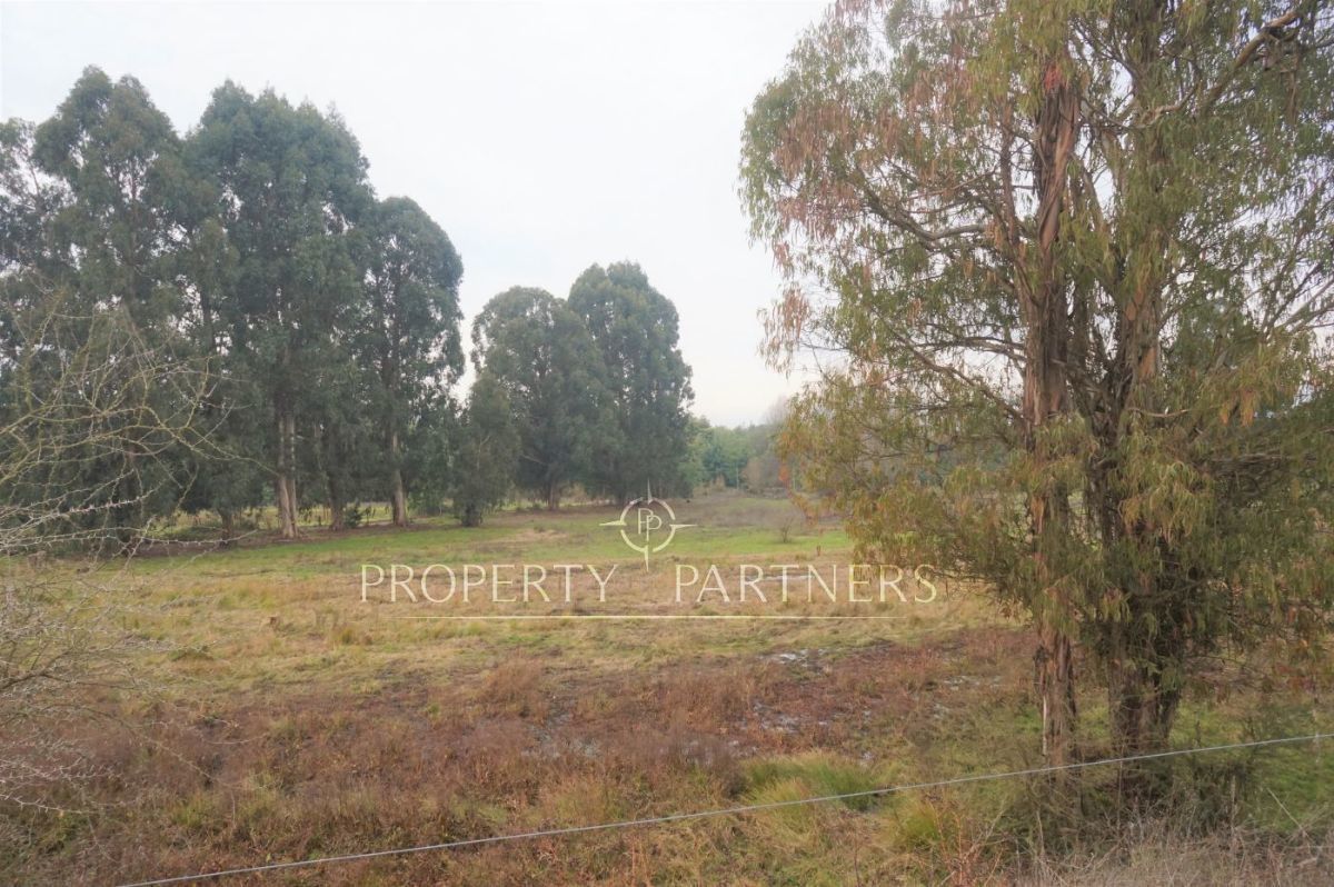 Campo En Linares Ideal Para Criadero De Caballos Frutas Y Ganado 23 Mill Ha Campo En Linares Ideal Para Criadero De Caballos Frutas Y Ganado 23 Mill Ha