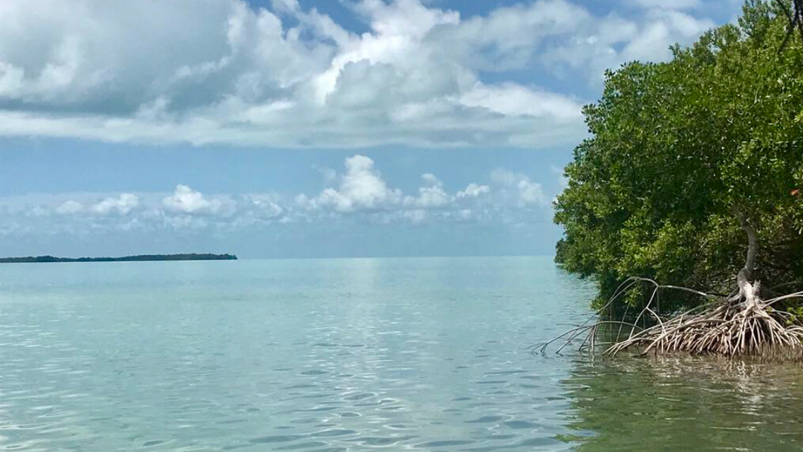 1 de 8