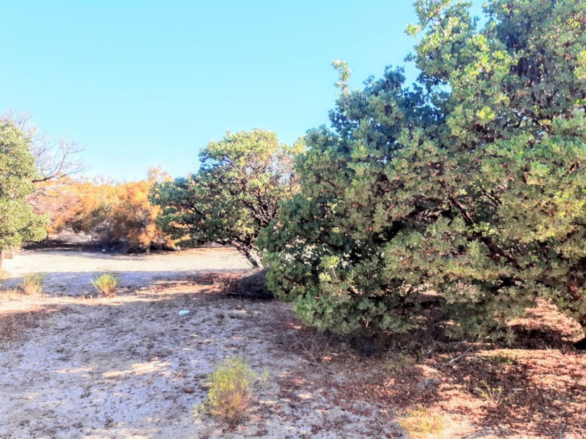 Arboles Manzanita únicos en la región, foto 7 de 28