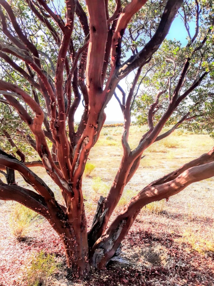 Corteza Roja de Árbol Manzanita, foto 12 de 28