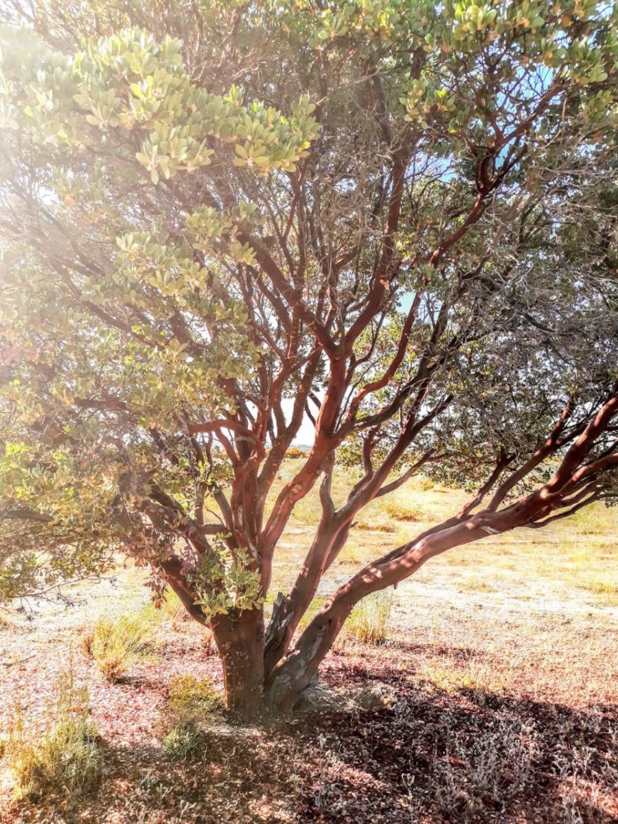 Árbol Manzanita, foto 11 de 28