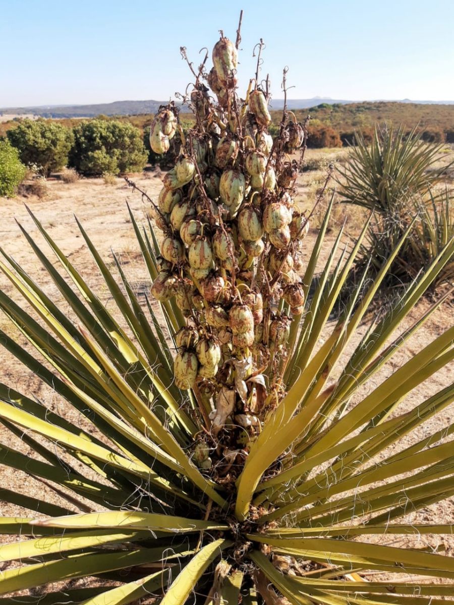 Terreno en Santa Verónica, Tecate, foto 19 de 28