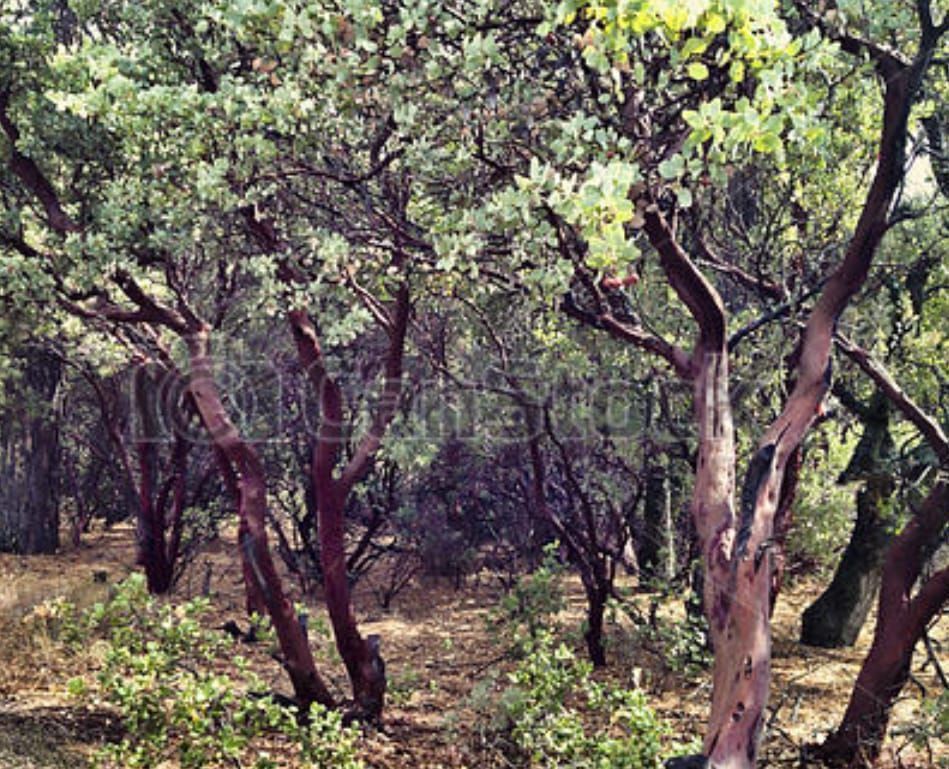 Terreno en Santa Verónica, Tecate, foto 14 de 28