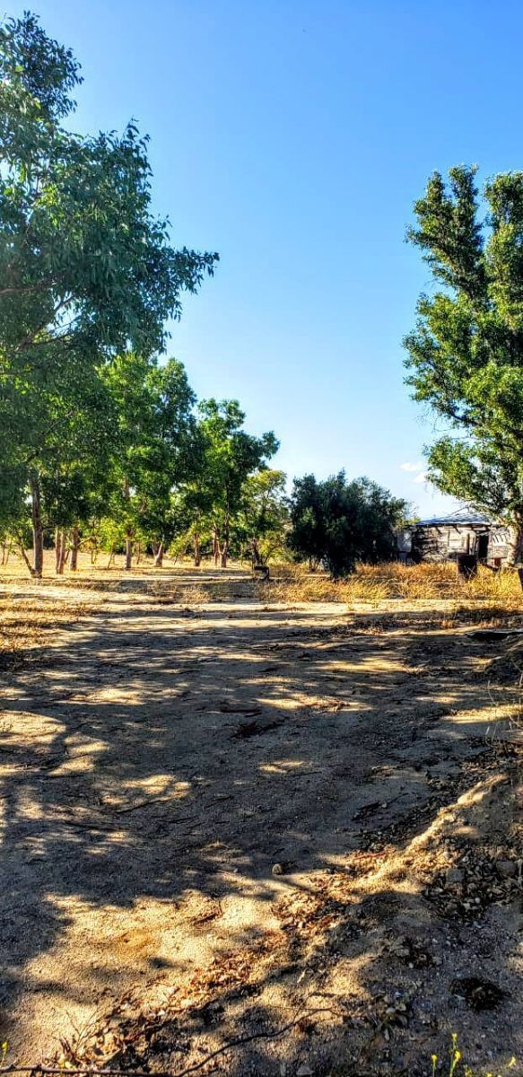 Entrada hacia la Cabaña , rodeada de arboles Eucaliptos, foto 5 de 28