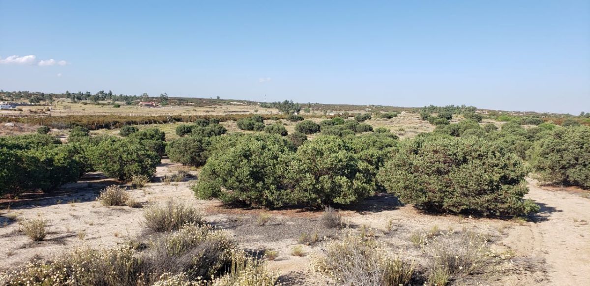 Cientos de Arboles Manzanita, foto 17 de 28