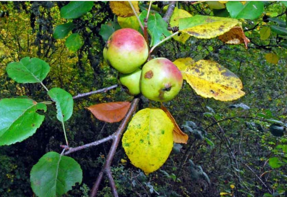 Fruto de Árbol Manzanita, foto 9 de 28