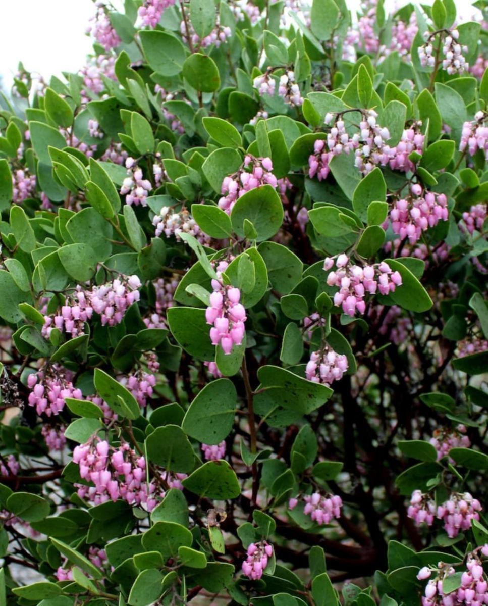 Hermosas Flores del Árbol Manzanita, foto 10 de 28