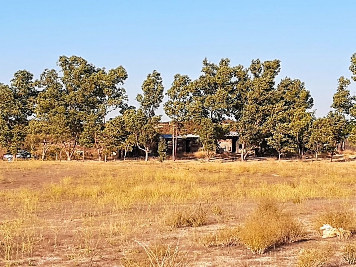 Pequeña cabaña rodeada de arboles Eucaliptos, foto 1 de 28