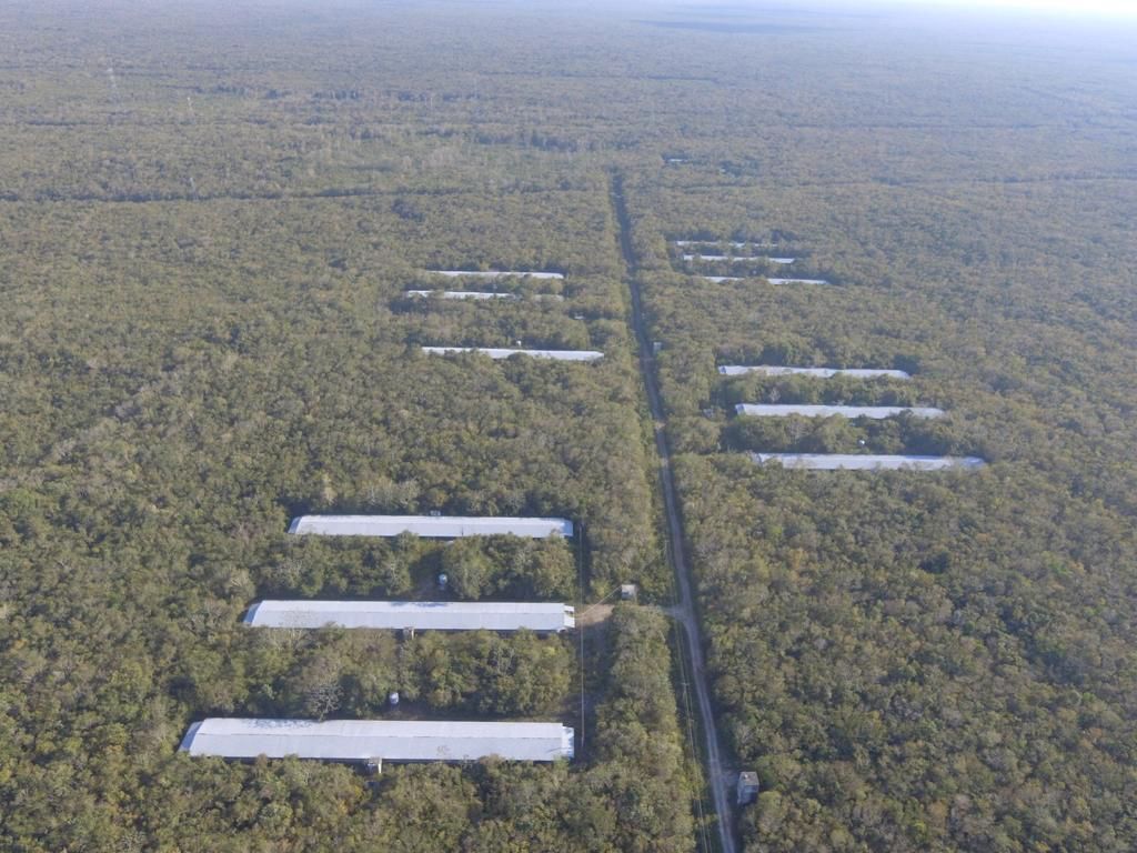 GRANJA PARA ENGORDA DE POLLOS MUY CERCA DE CANCUN