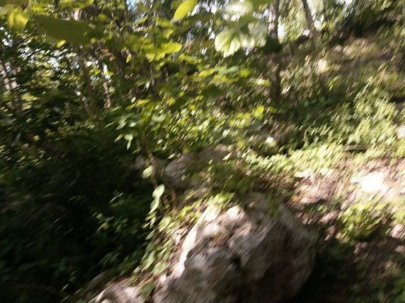 5 de 7: Orilla solida del cenote, roca macisa