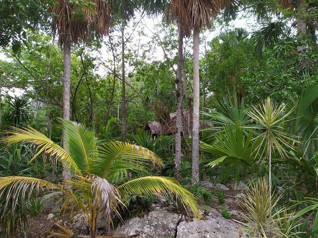 9 de 15: La vegetación incluye palma de Huano