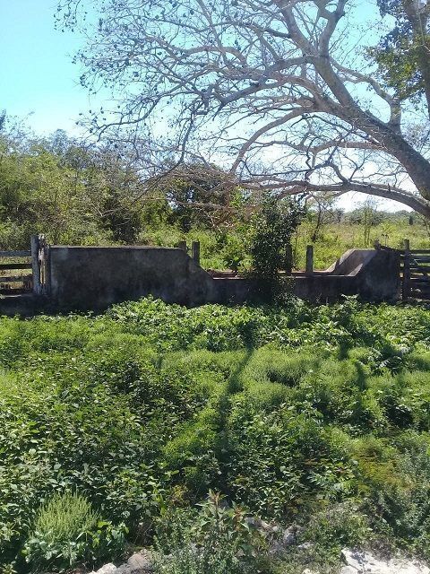 Baño garrapaticida