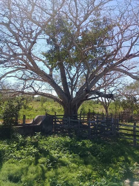 Hay sombra en la posesión del Rancho