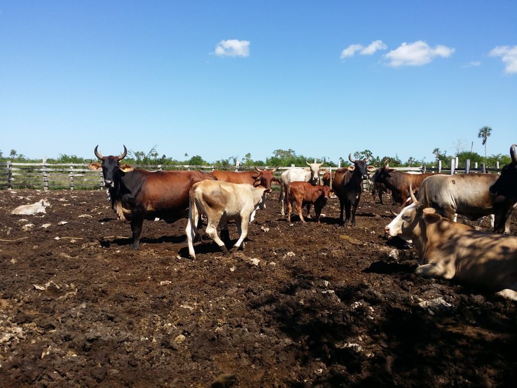 8 de 15: Estado del ganado de la propiedad