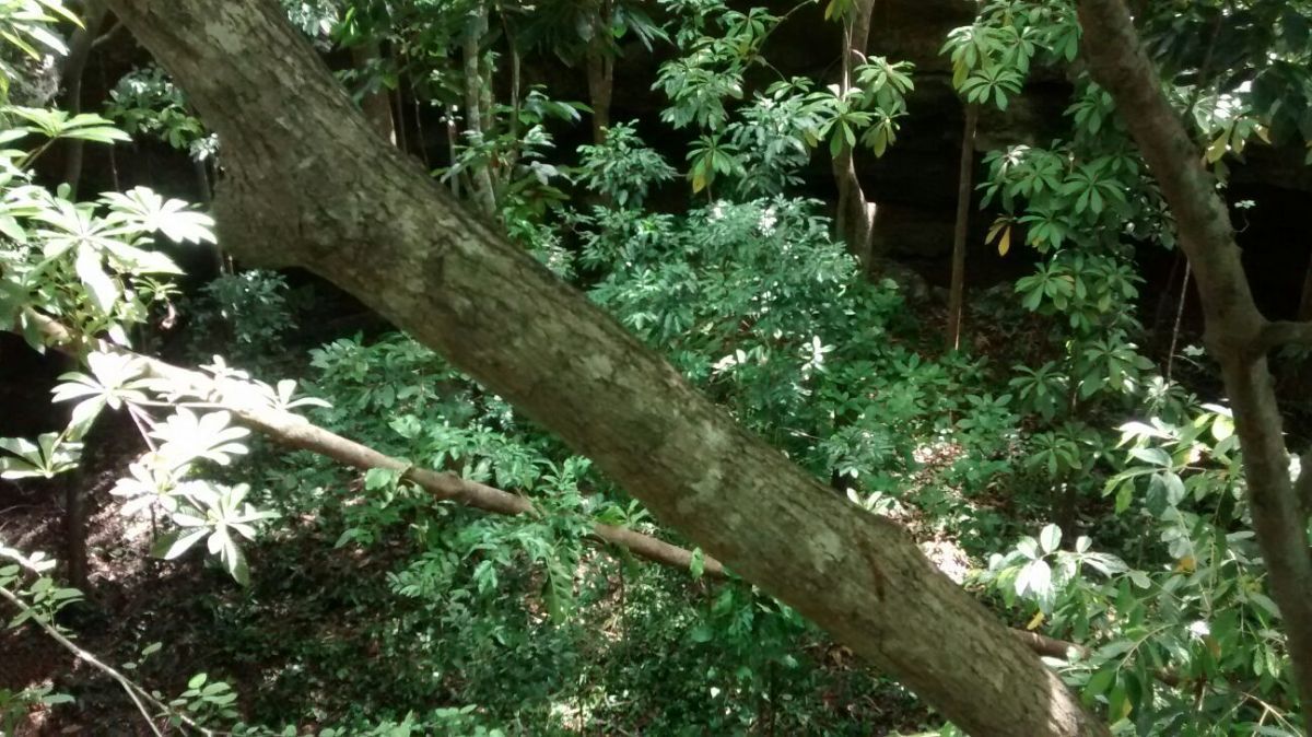 14 de 20: Cenote abierto, con vegetación densa