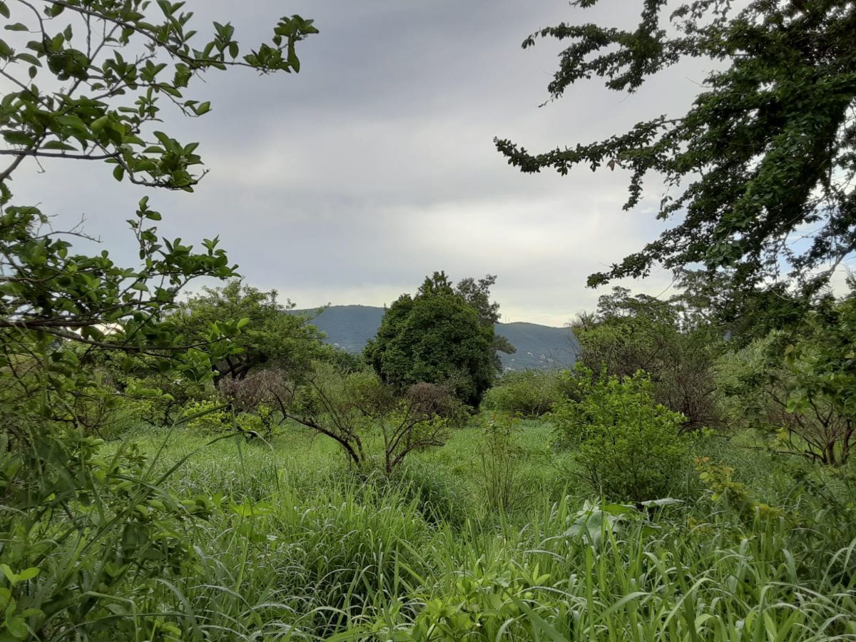 Terreno en venta en Bugambilias, Maravillas, Jiutepec, Morelos - Casas y  Terrenos