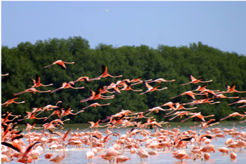 6 de 8: Los pelicanos son parte del bello panorama todo el año