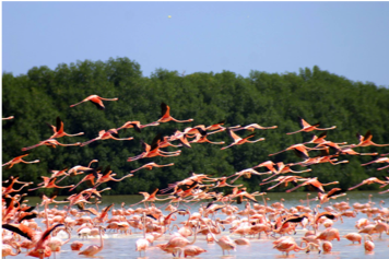 5 of 7: Los pelicanos son parte del bello panorama todo el año