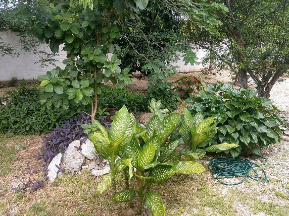 Plantas de ornato en la mayor parte de la casa