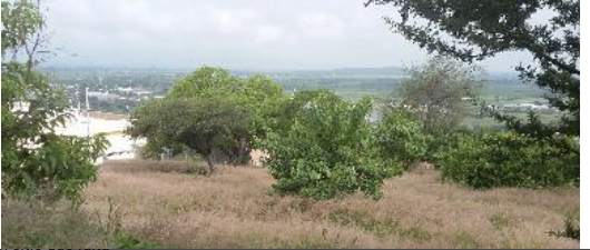 TERRENO EN ABASOLO - foto 2