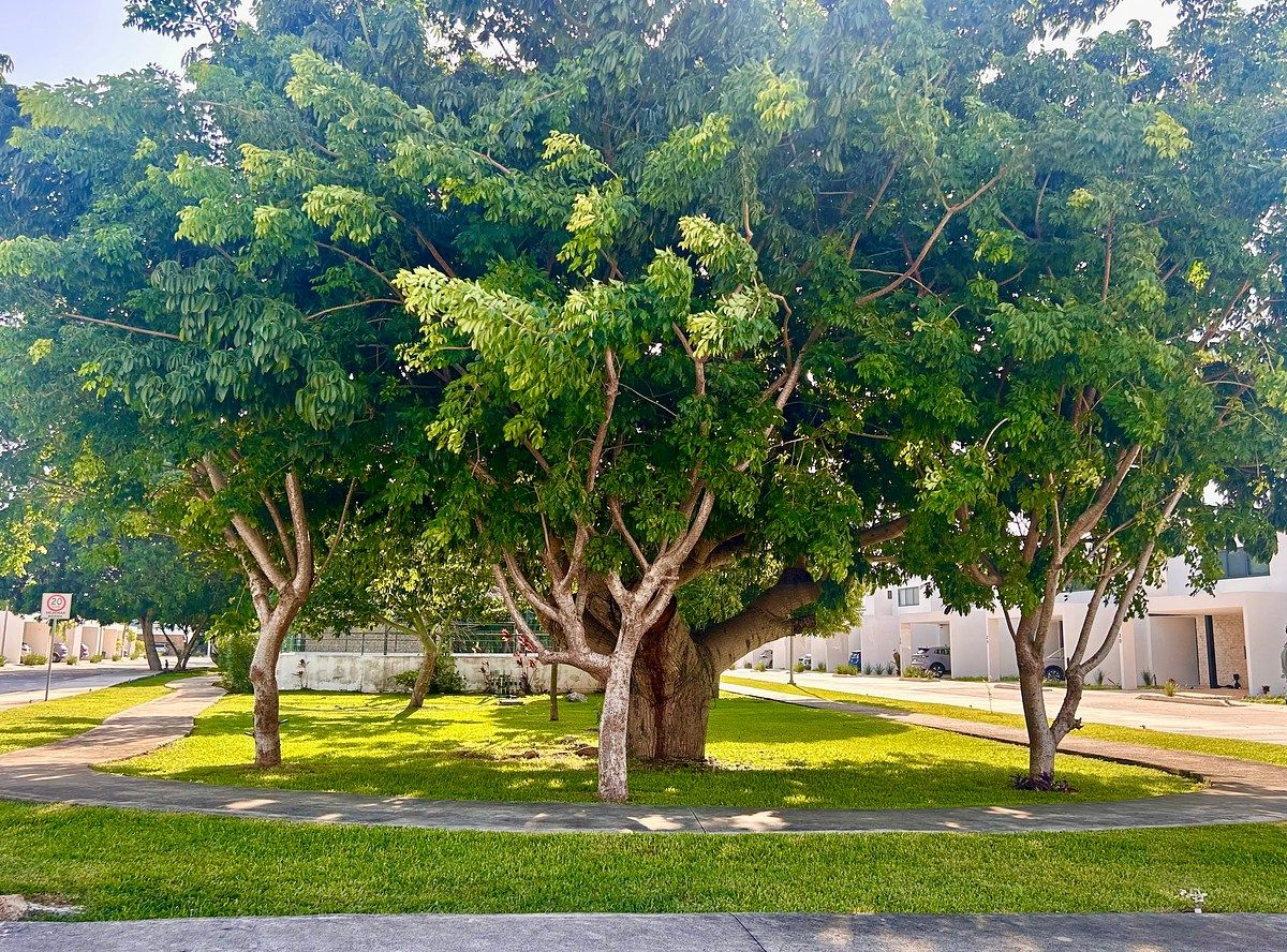 Casa em Temozón Norte, Mérida, foto 13 de 18