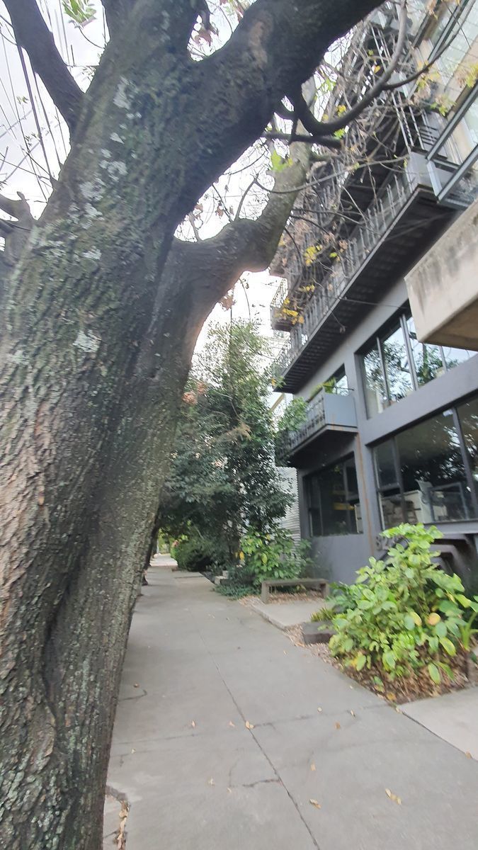 22 de 26: #LOMASVIRREYES #RENTA #CARMENLABORIN