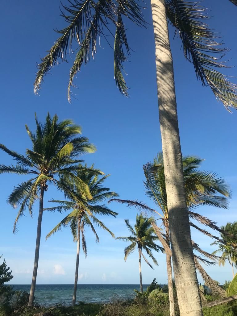 ESPECTACULAR TERRENO ENTRE TELCHAC PUERTO Y SAN CRISANTO | EasyBroker