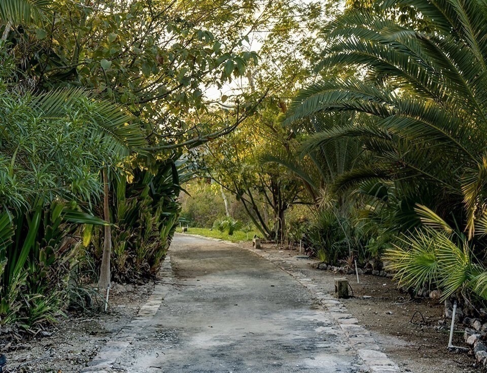 37 de 43: Espina Verde