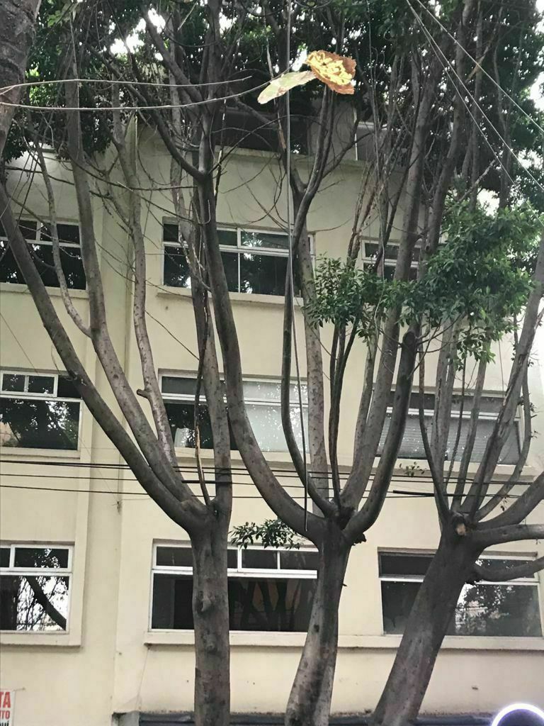 RENTO DEPARTAMENTO EN LA COL. CUAUHTEMOC