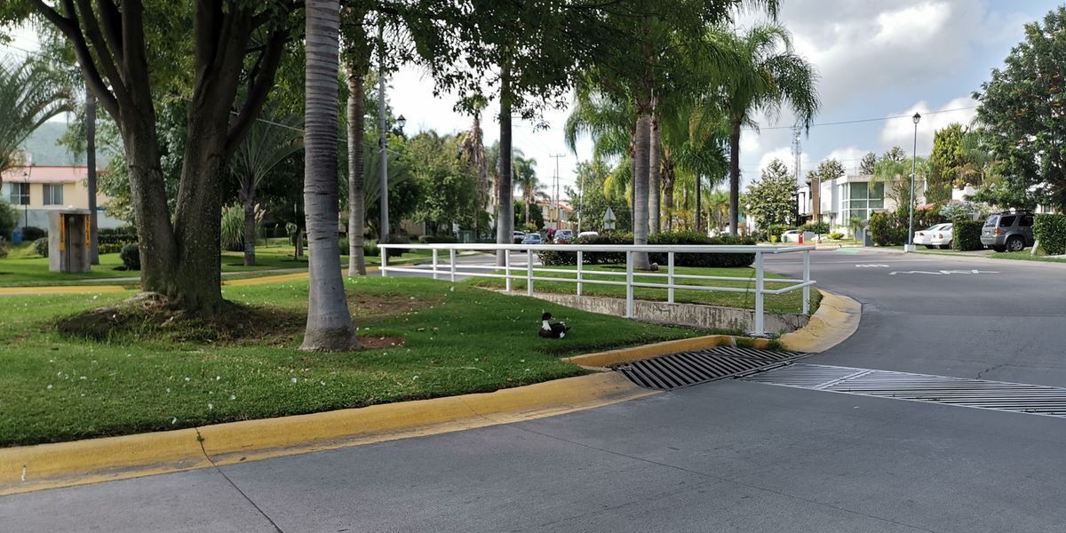 44 de 45: AV PRINCIPAL CON PATOS.  Y AREAS VERDES Y LAGOS