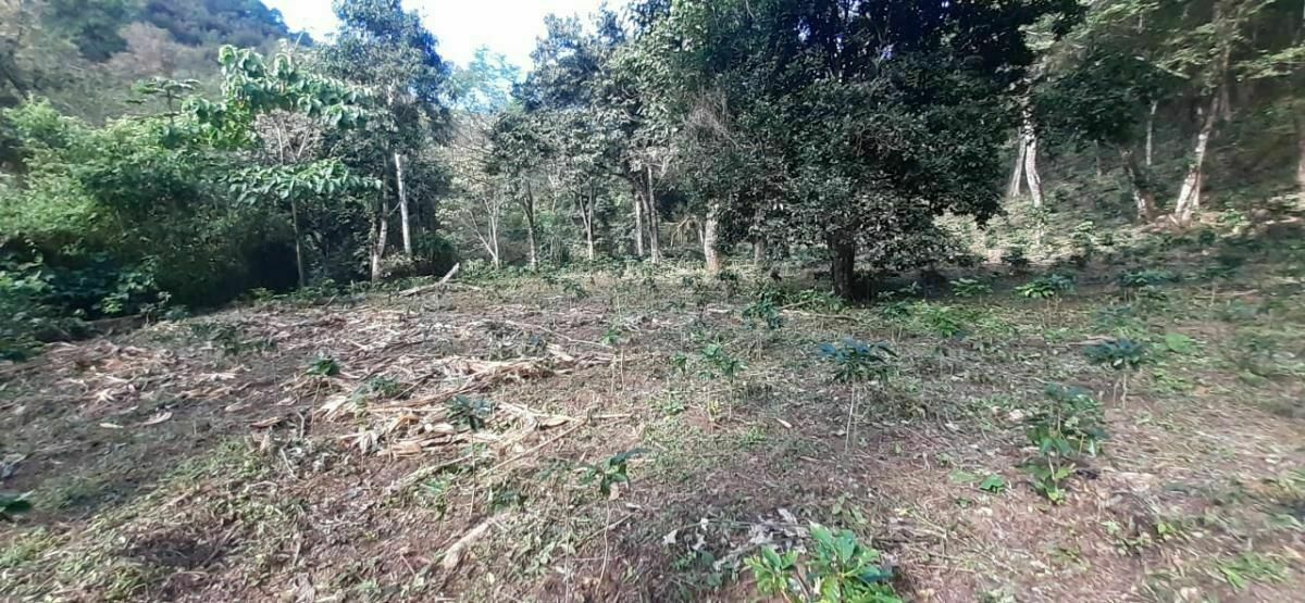 Rancho en Plan de La Libertad, La Concordia, foto 12 de 25