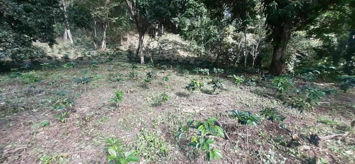 Rancho en Plan de La Libertad, La Concordia, foto 15 de 25