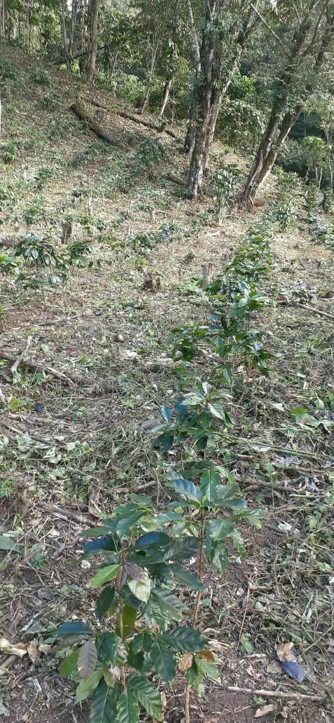 Rancho en Plan de La Libertad, La Concordia, foto 16 de 25