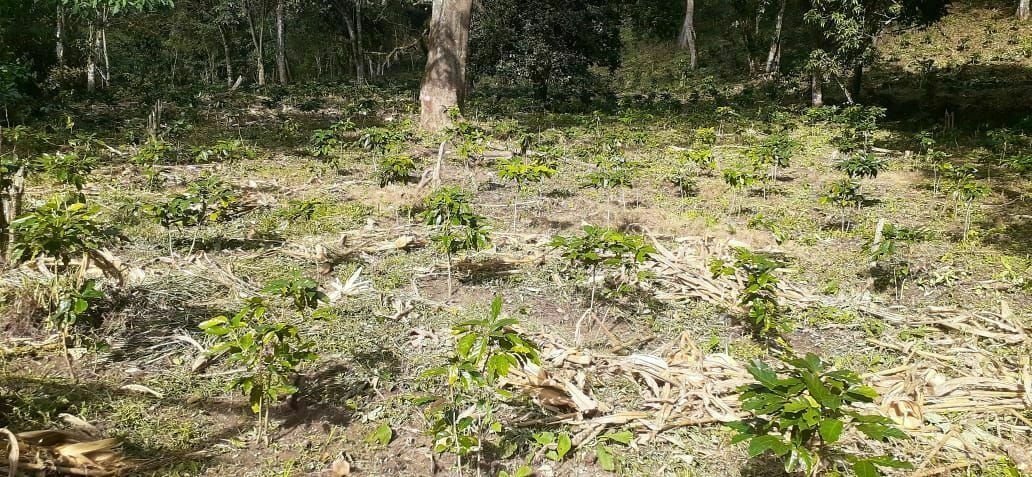 Rancho en Plan de La Libertad, La Concordia, foto 22 de 25