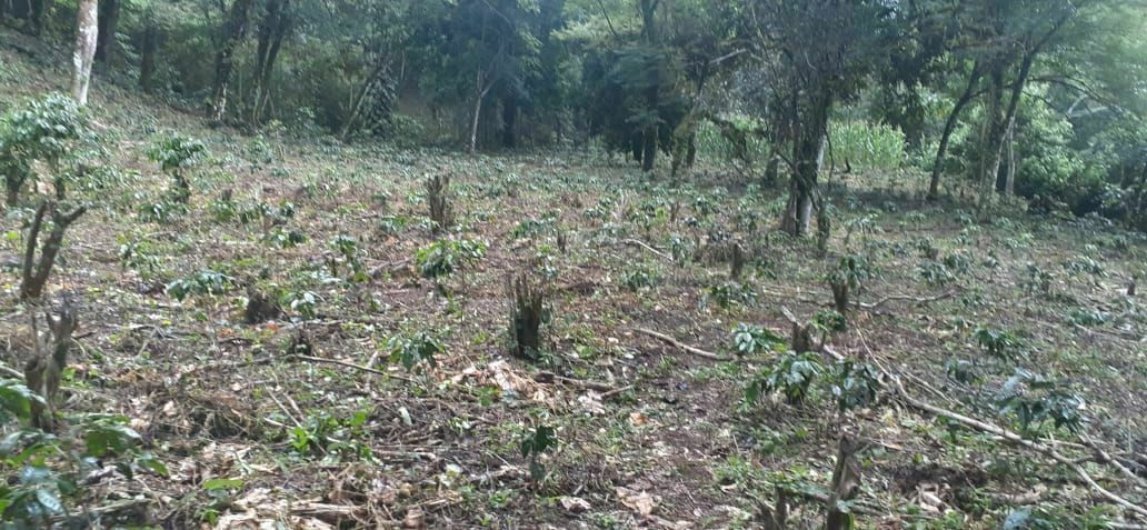Rancho en Plan de La Libertad, La Concordia, foto 24 de 25