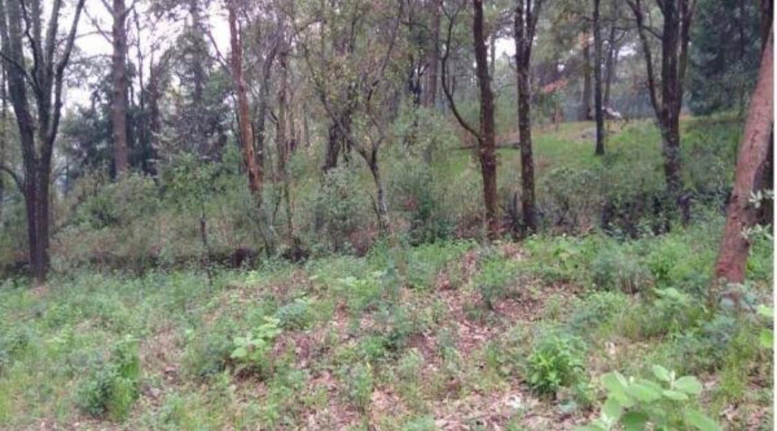 Venta de terreno en Guayacahuala. Huitzilac,Morelos - foto 2