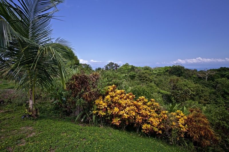 5 of 10: Tropical Ornamentals