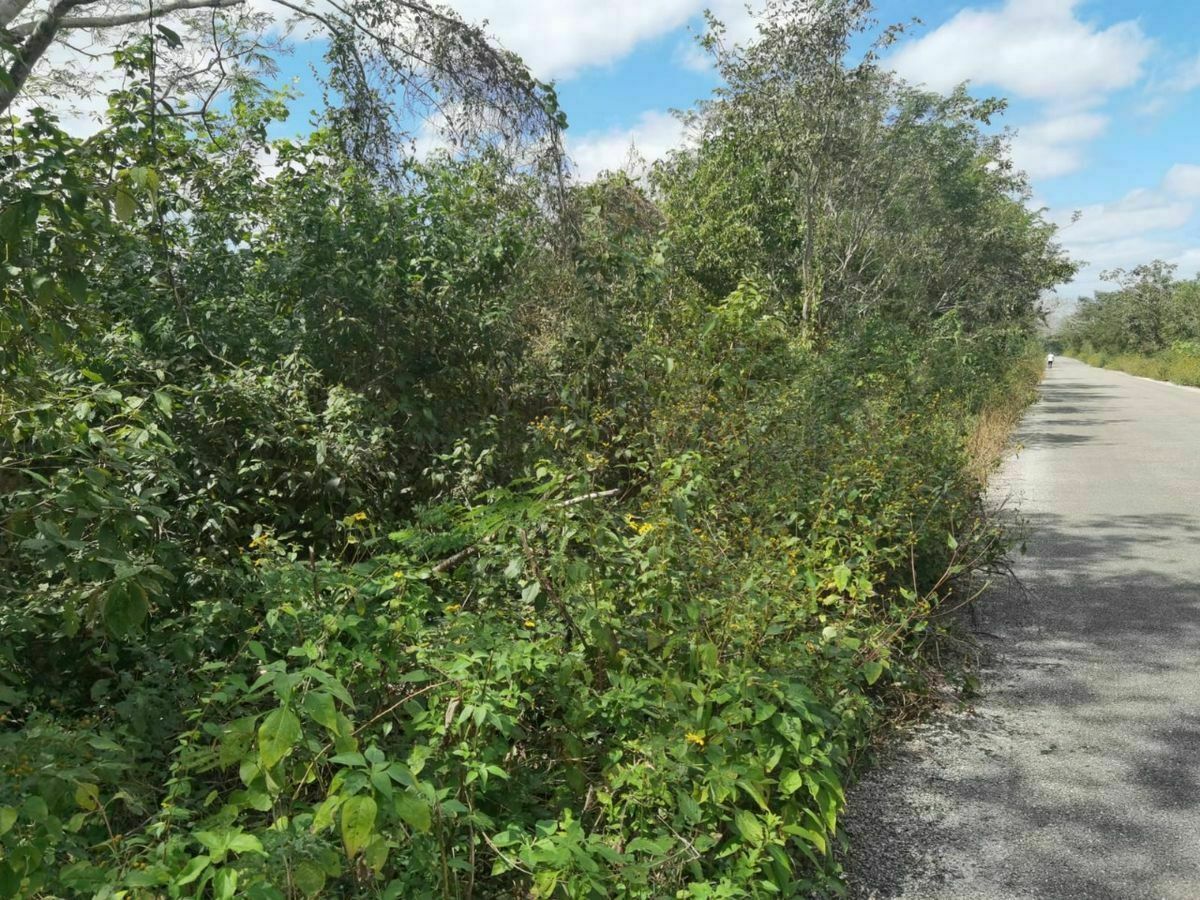 Terreno de 63 Hectáreas en Chemax, Yucatán para uso ganadero o agrícola - foto 2