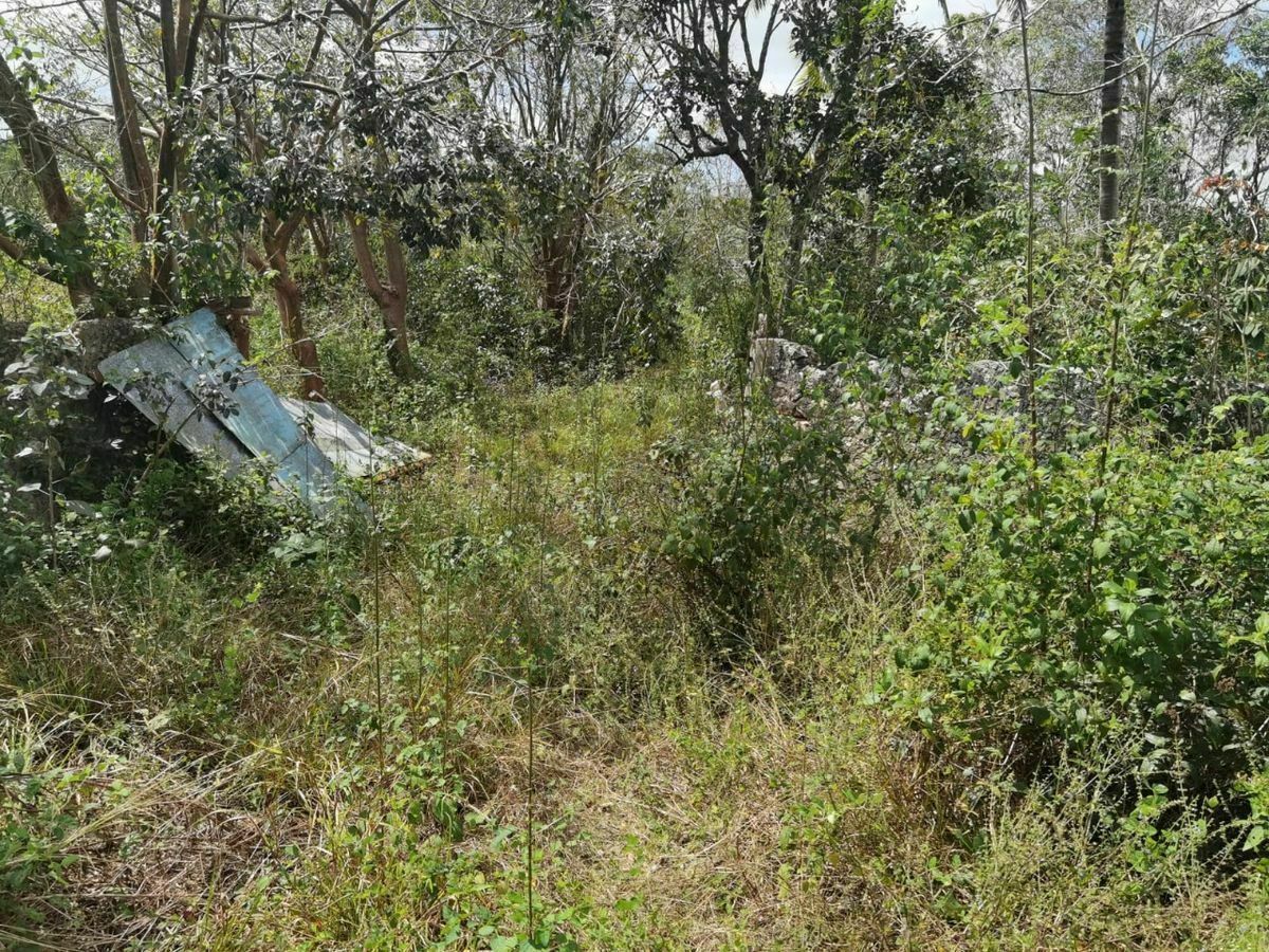 Terreno de 63 Hectáreas en Chemax, Yucatán para uso ganadero o agrícola - foto 3