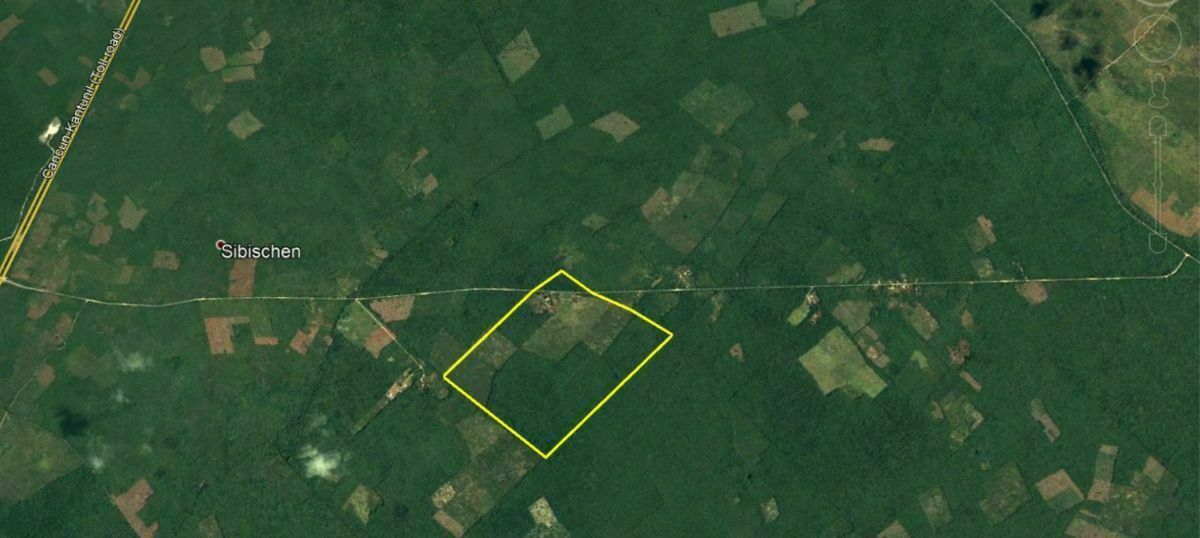 Terreno de 63 Hectáreas en Chemax, Yucatán para uso ganadero o agrícola - foto 5