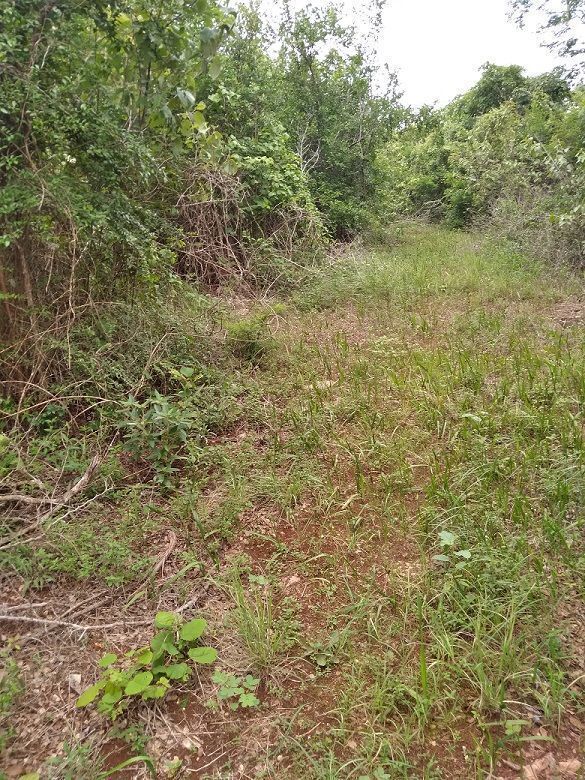 El camino de acceso es por medio de terracería de 400 mts