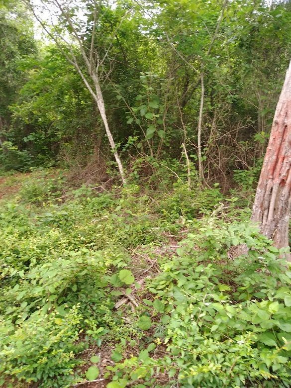 1 de 6: Terreno plano con monte bajo, bueno para agricultura