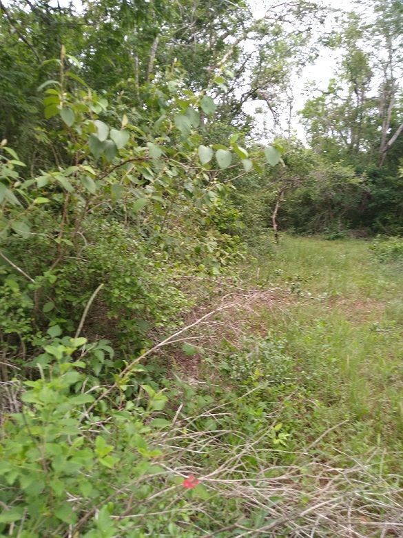 El terreno es plano con piedra suelta en algunas areas