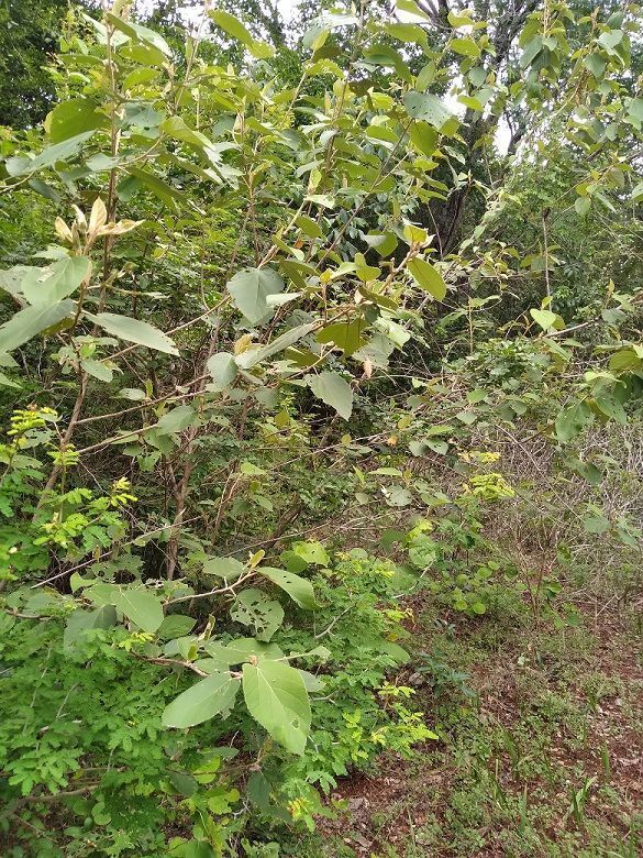 la vegetación es diversa, pero de poca altura