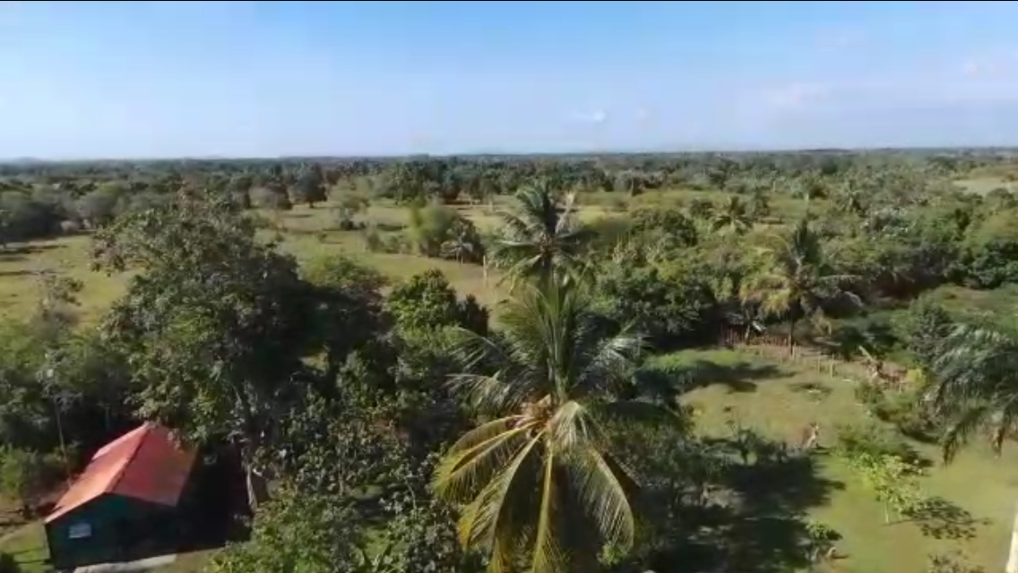 11 de 15