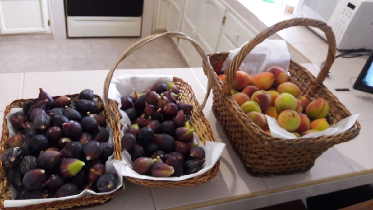 24 de 34: Abundante cosecha de higos, limón, manzana, aguacate,durazno